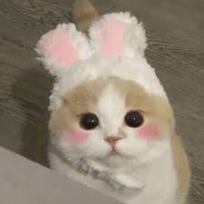 Mohammad Amir avatar